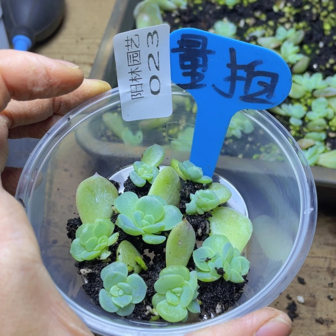 量拍多肉植物多肉植物23