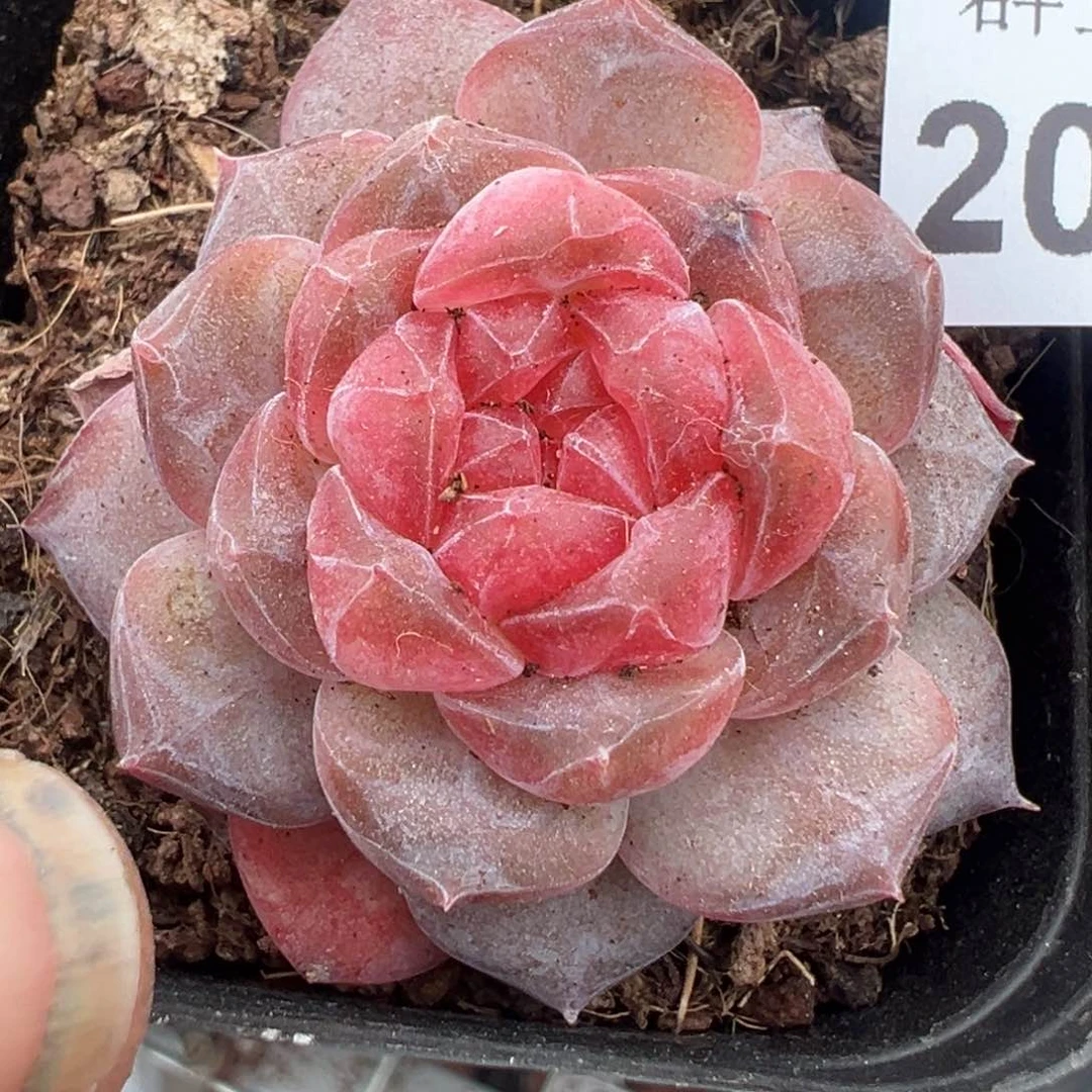 小卡拉米糖心一物一拍20-85