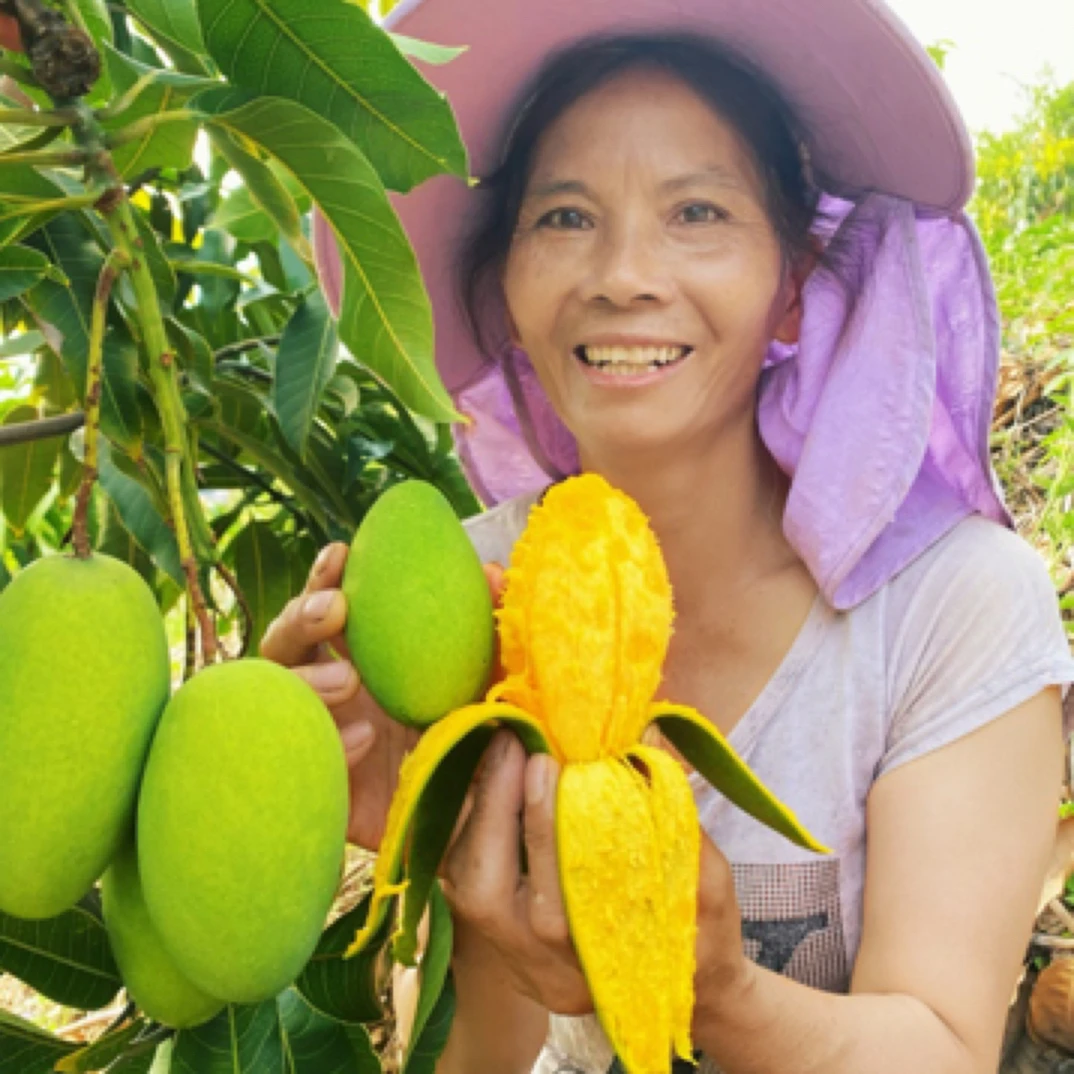 正宗攀枝花椰香芒果新鲜水果当季鸡蛋芒当季椰香整箱自然熟芒果