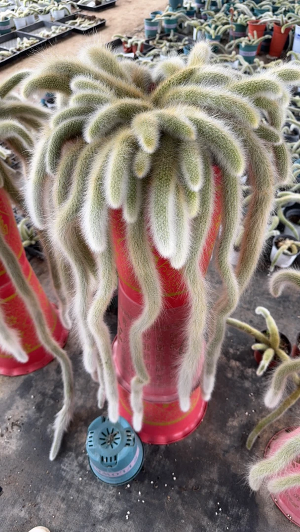 九尾狐一物一拍。