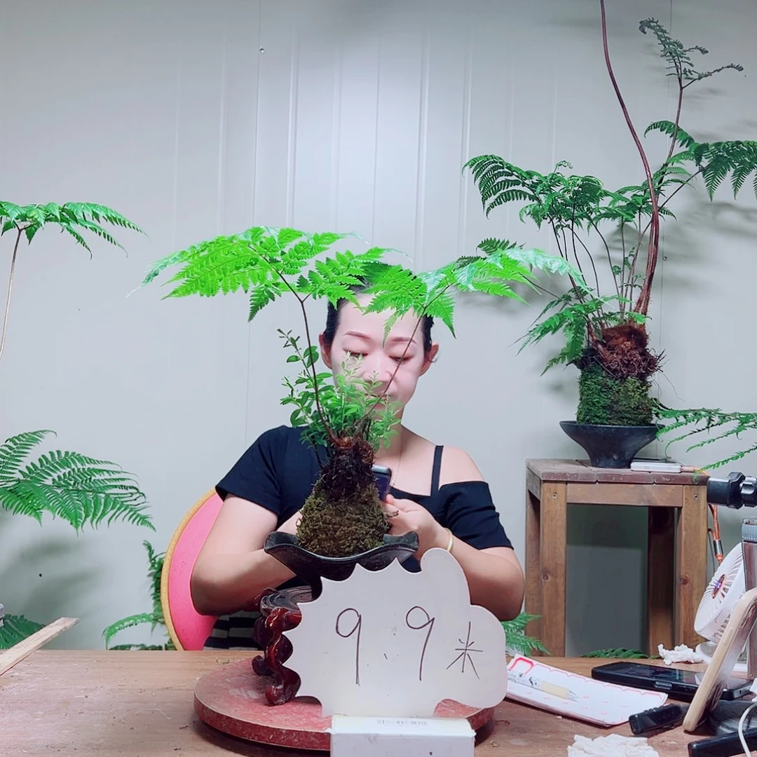 无花朵金丝虹鳞蕨