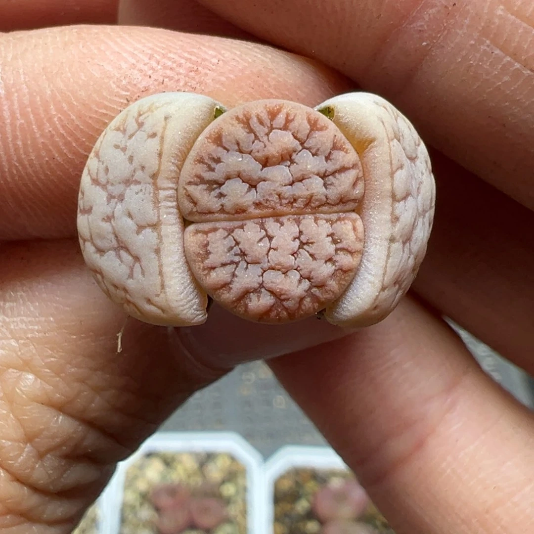 【闪购商品】✨*木623……