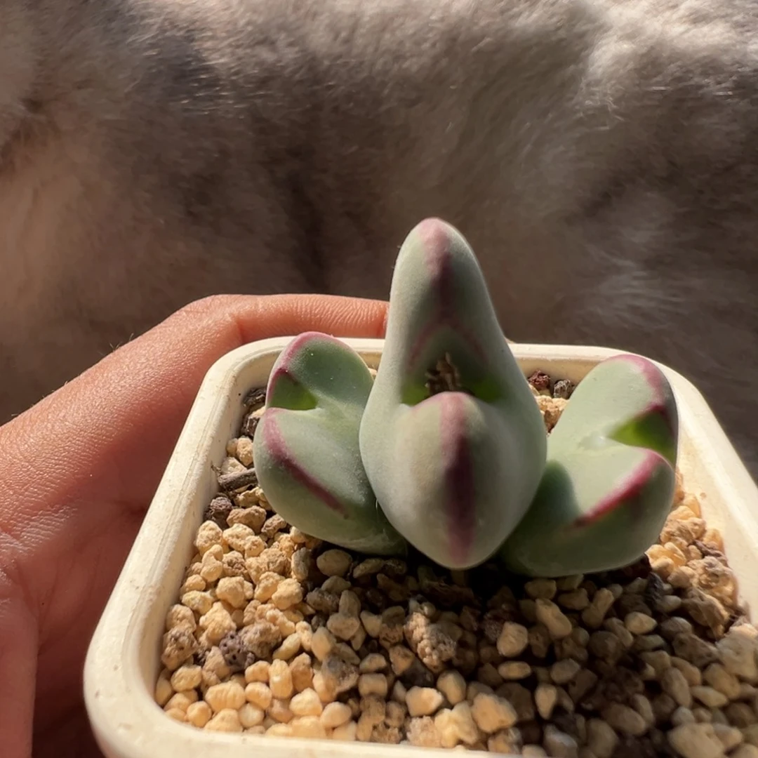 无花朵粗纹少将28