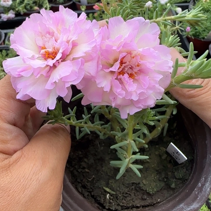 无花朵量拍粉羽蛋糕超小苗盆口10cm