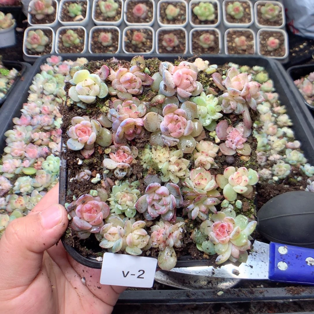 无花朵V2英语英语