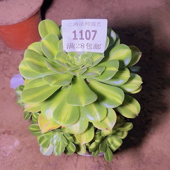 1107翡翠琉璃多肉老桩