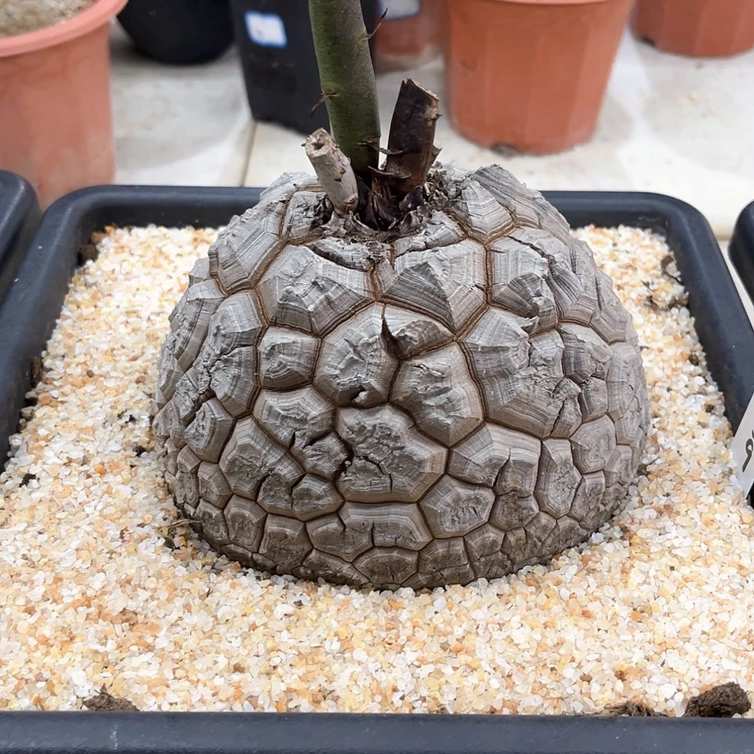 潮流植物白皮足球南非龟，9059