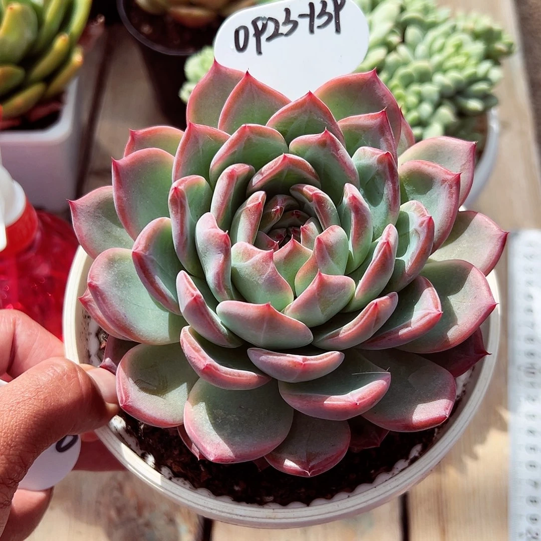 0923-139草莓樱桃