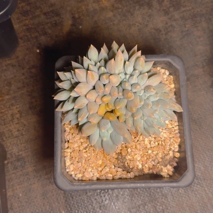 溪宝寄养111111111111111