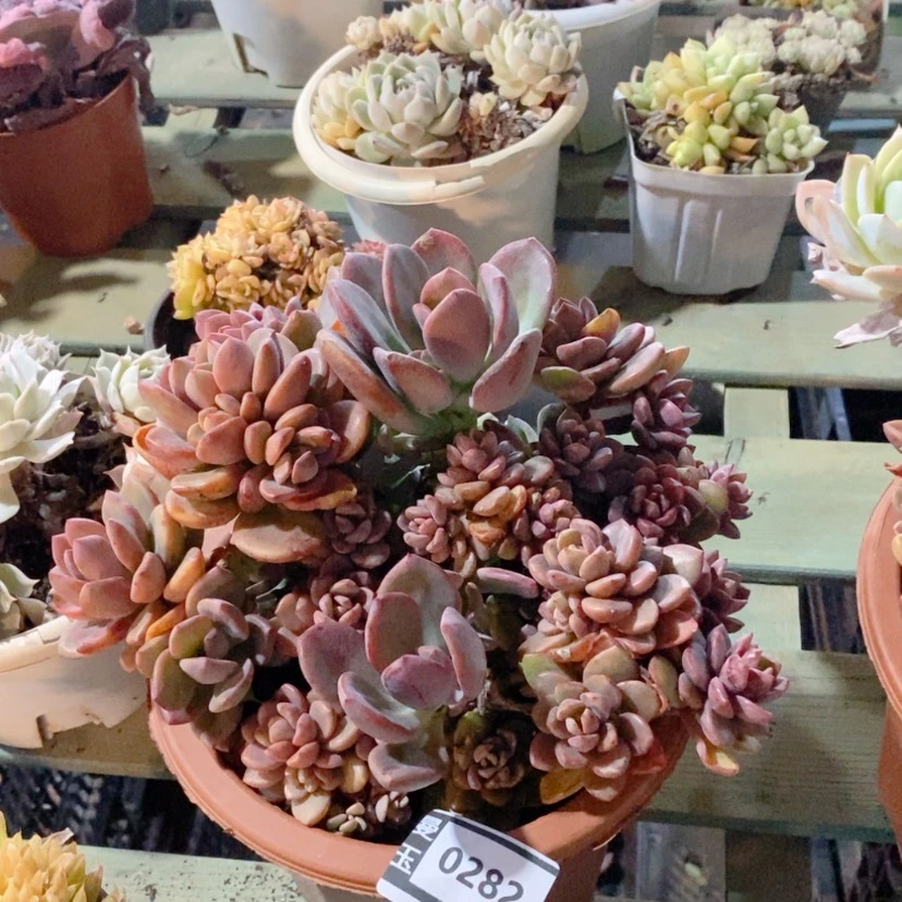 【闪购商品】紫心0282