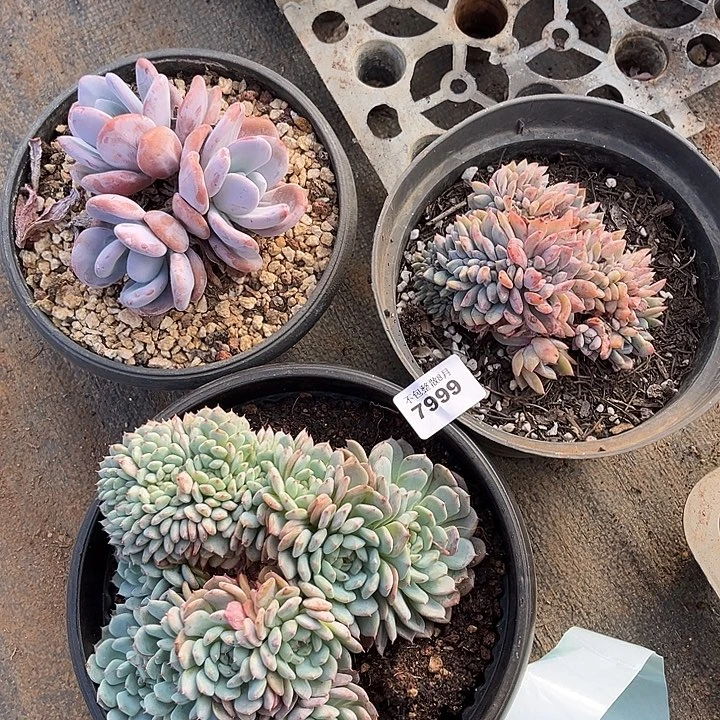 阿雅园艺。          7999