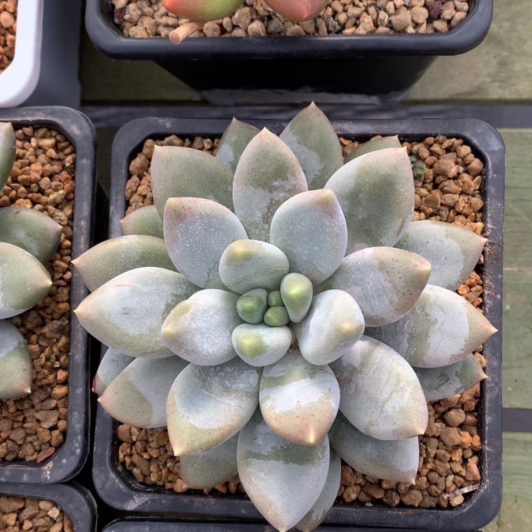 黄胖体 哥特 单头 一颗