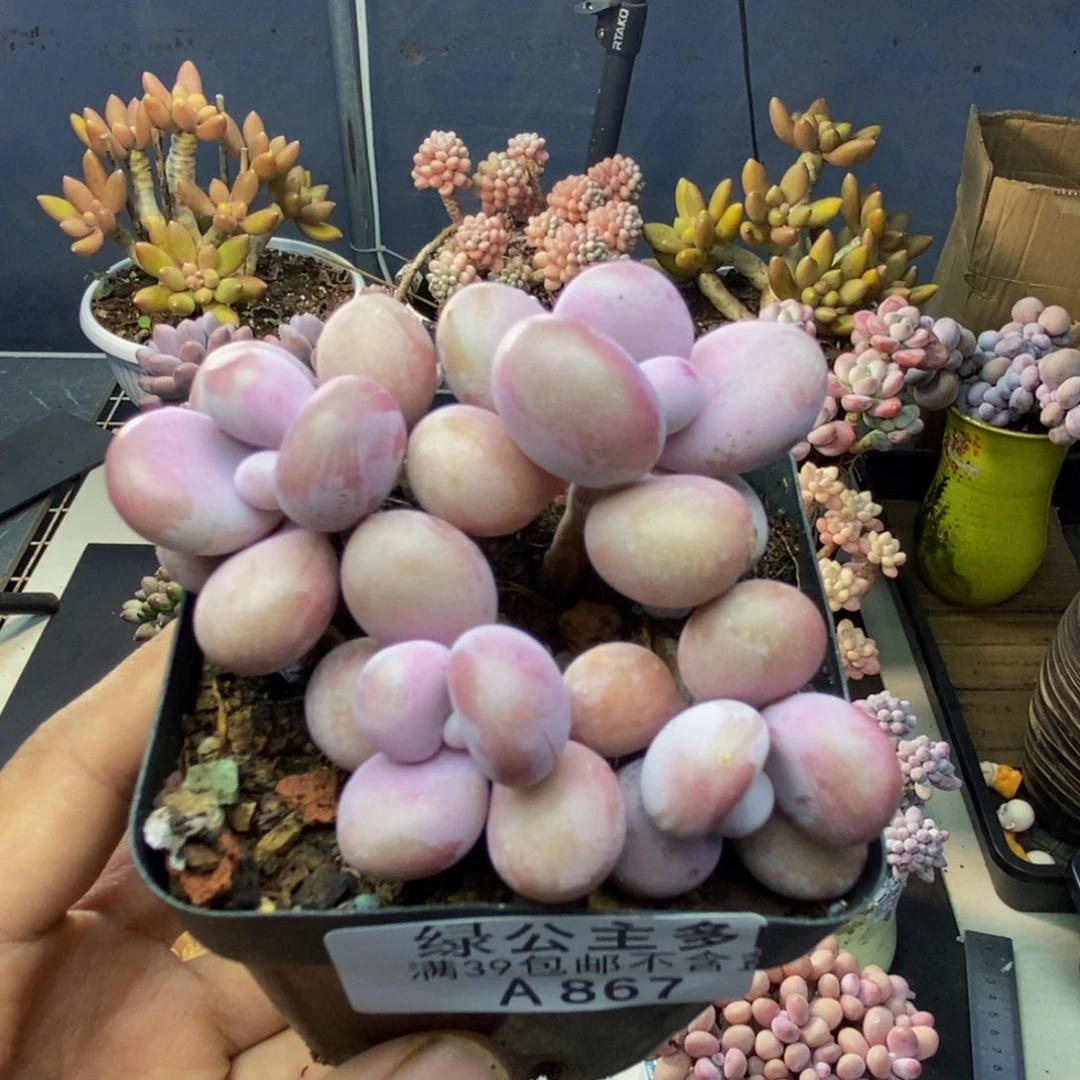 867腰子桃蛋多肉6c m