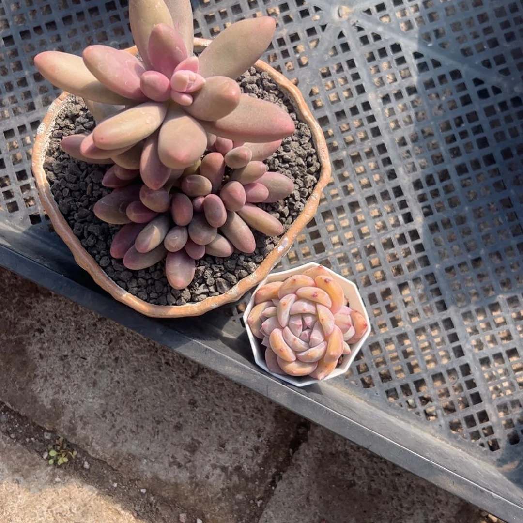 多的植物多的植物