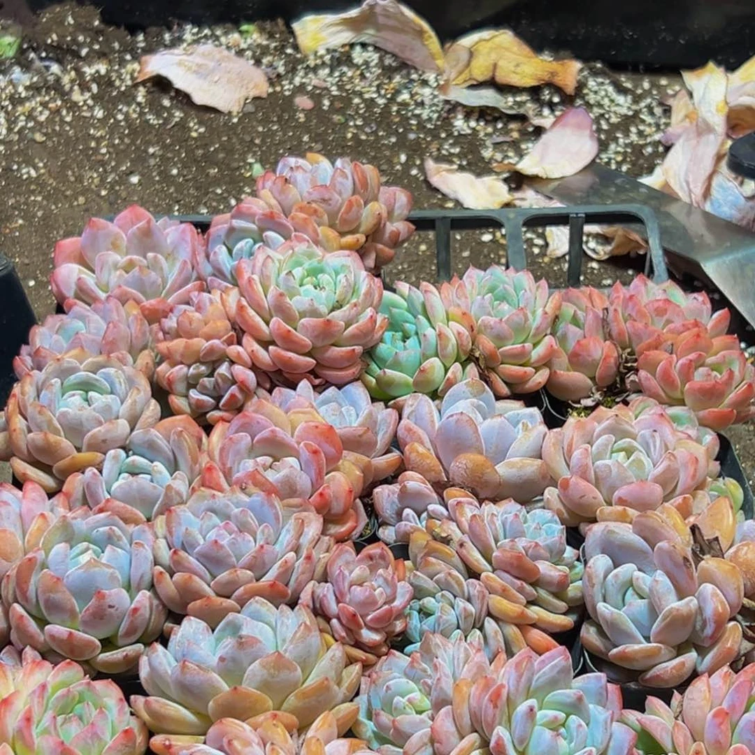 天***物646多肉的小龙虾和一个小