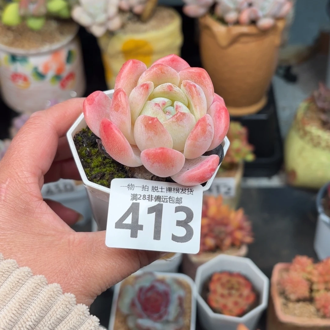 厚梦单头无盆土发货