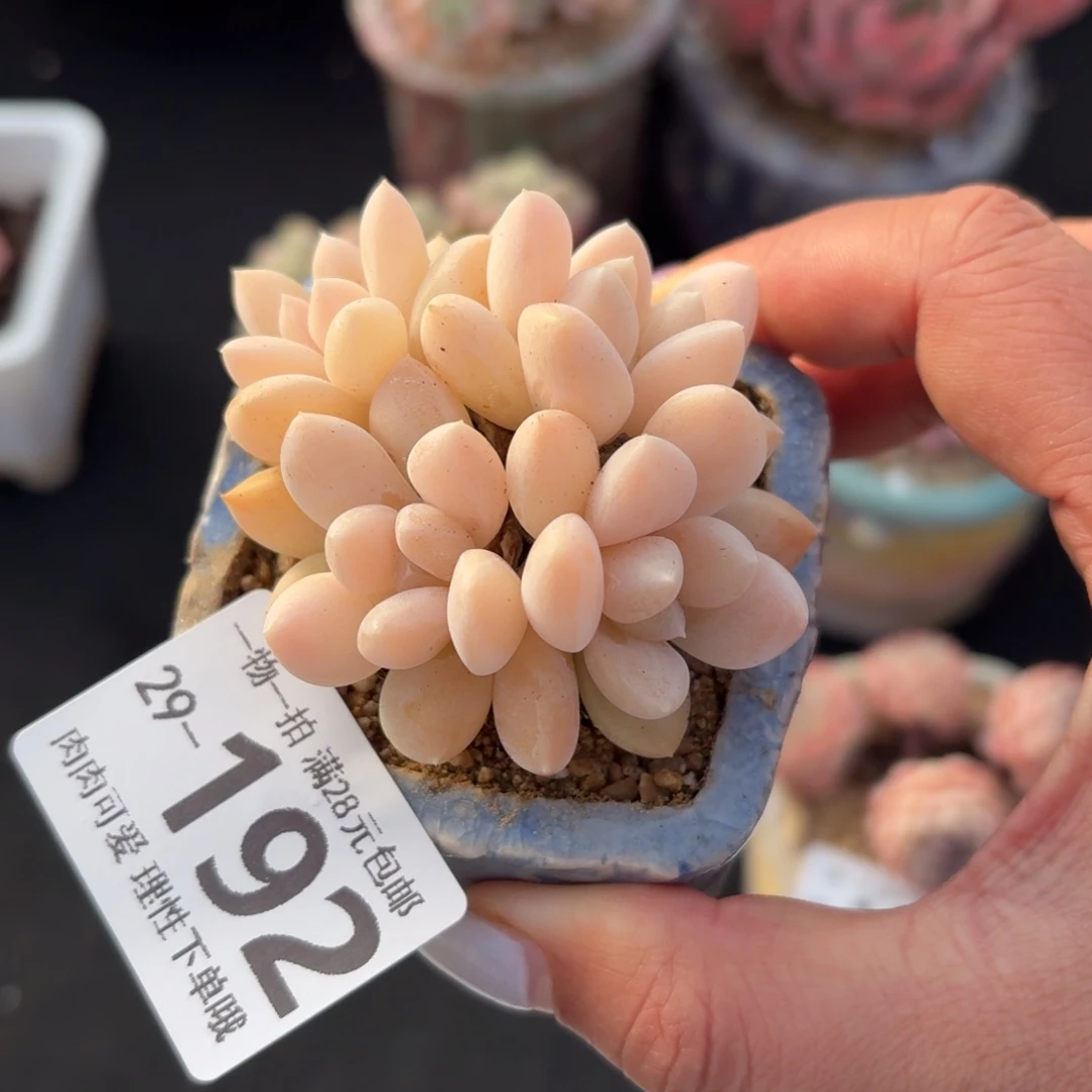 阮玲玉无盆土发货无盆