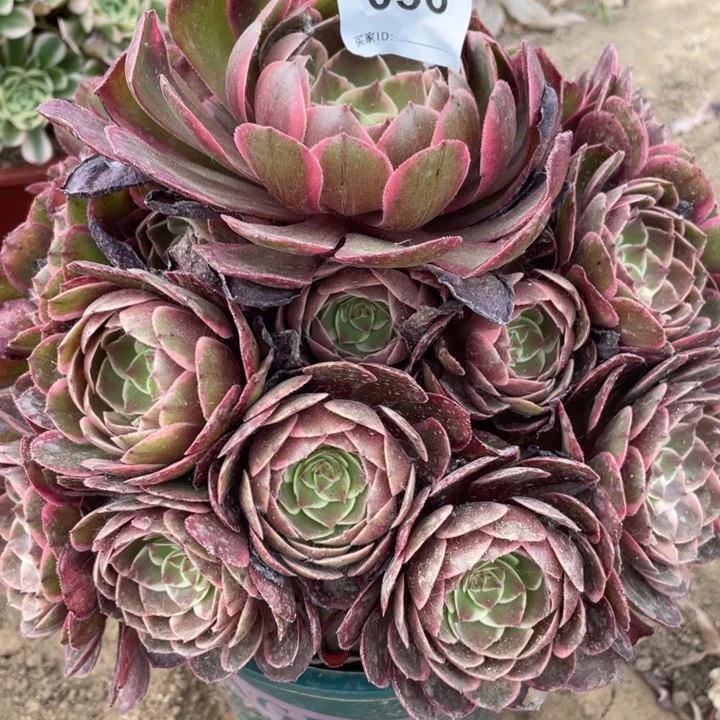 056多肉植物夜宴的