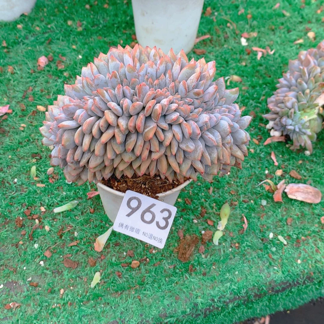 963橙子1111111111