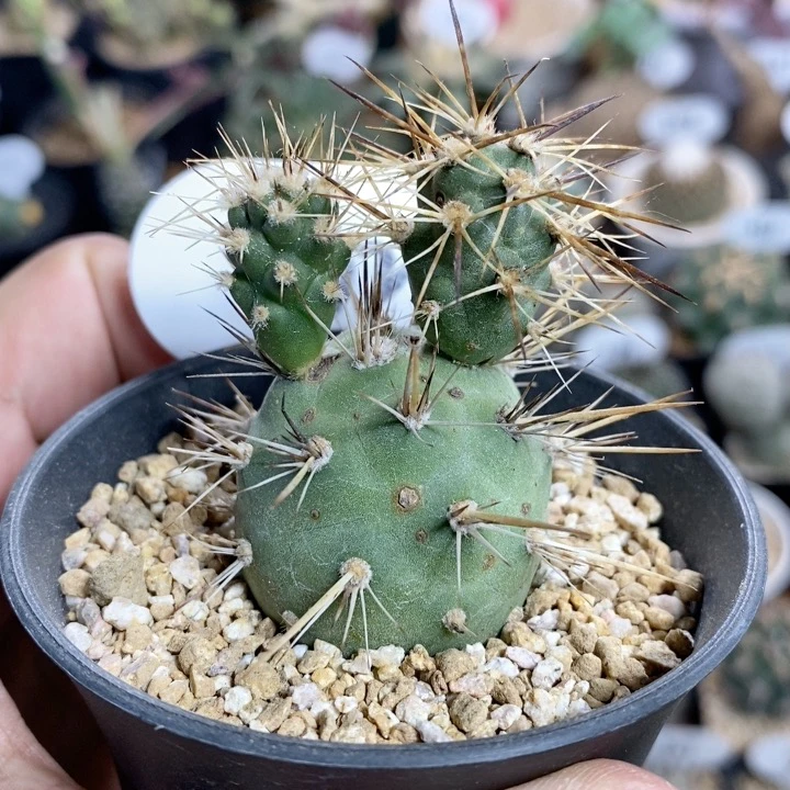 462号狂刺米奇习志野3.5cm