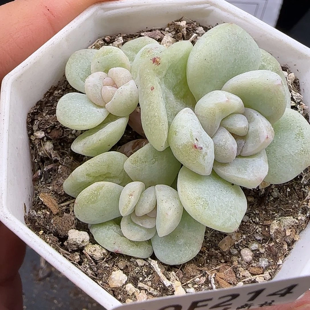 214三头冰玉石化【满29包邮非偏远】