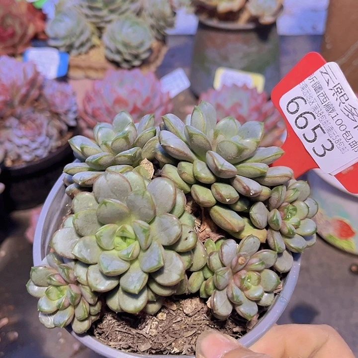 6653葡萄。