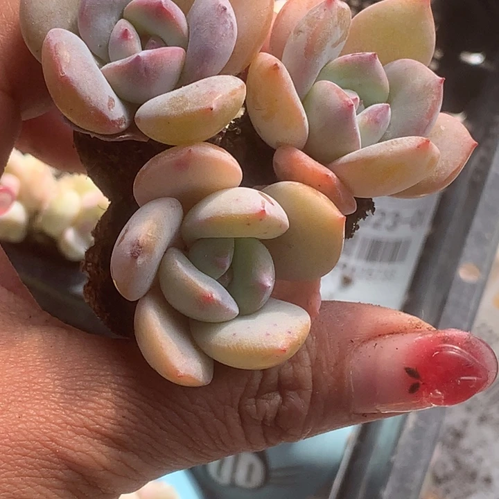 奶茶10颗。 （满9.99包邮不满9.99发叶子）