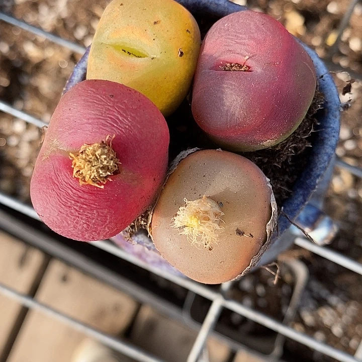 1527一组母本彩色。