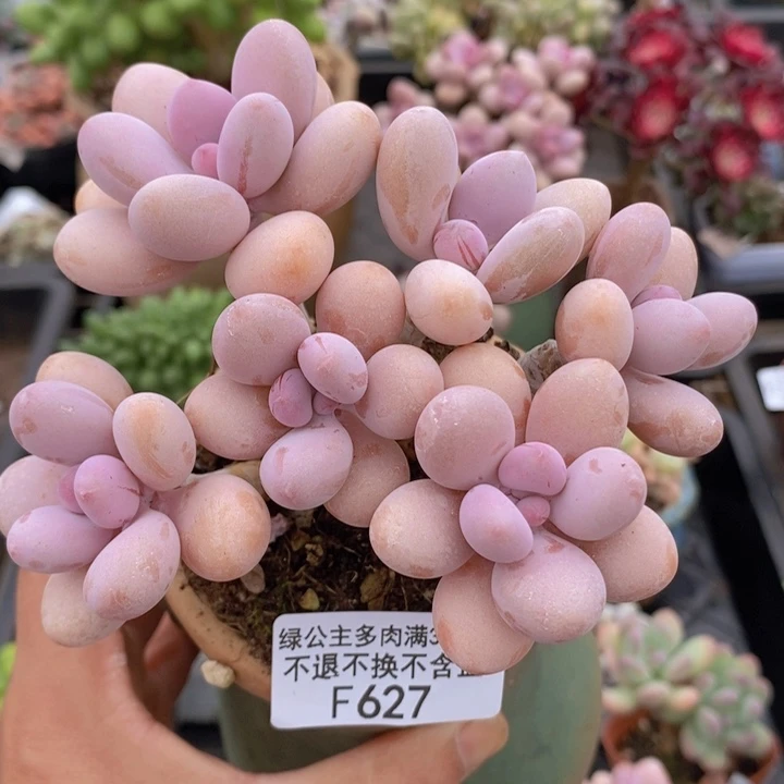 糖果桃蛋老桩627多肉植物