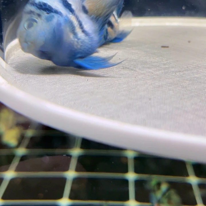 鹦鹉鱼同窝个性大头超缩宝蓝公配娃娃脸宝蓝母微瑕