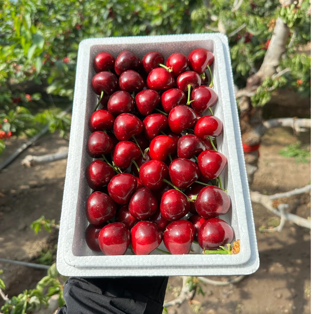 【现摘2J】【大果美早樱桃】 【新到好吃的现摘樱桃】（净2斤）仅限赤峰市单颗12g美早