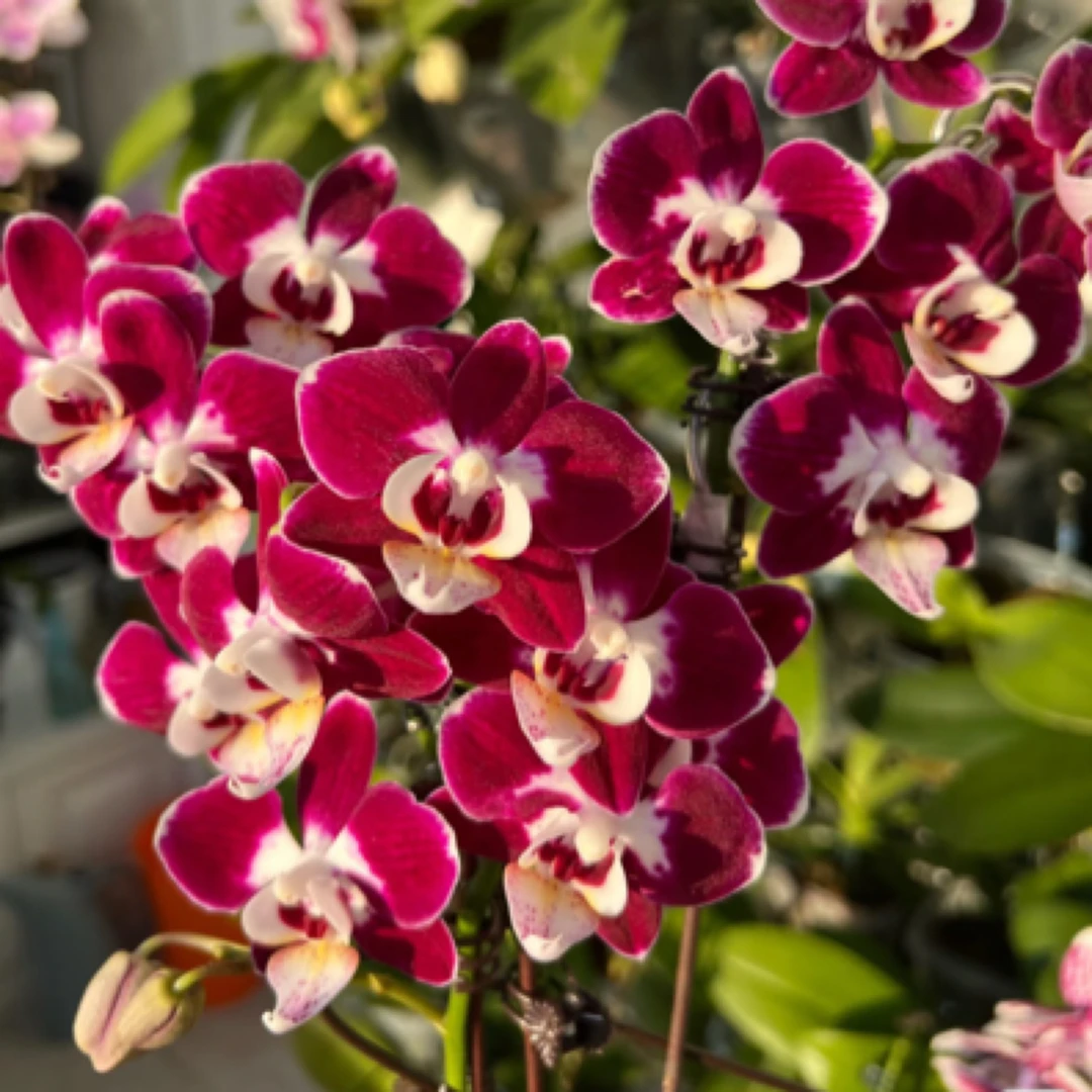 【银河蝴蝶兰】带花带花苞