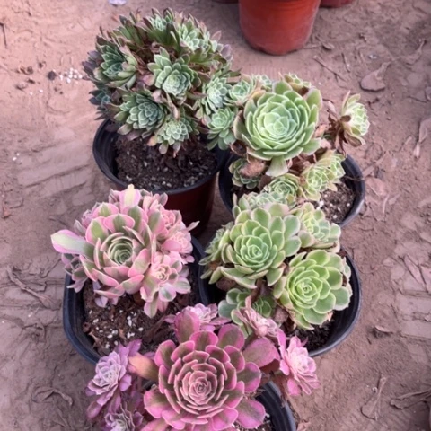208多肉植物组合，