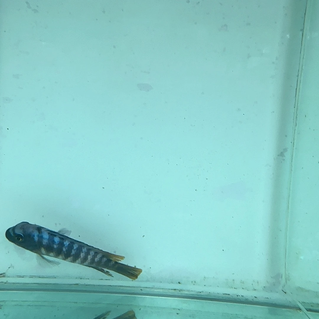 慈鲷陇****)772林甘小丑