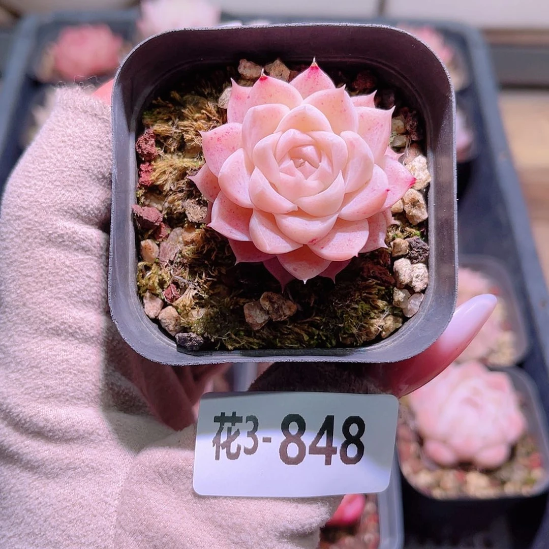 花利美3-848麦秆