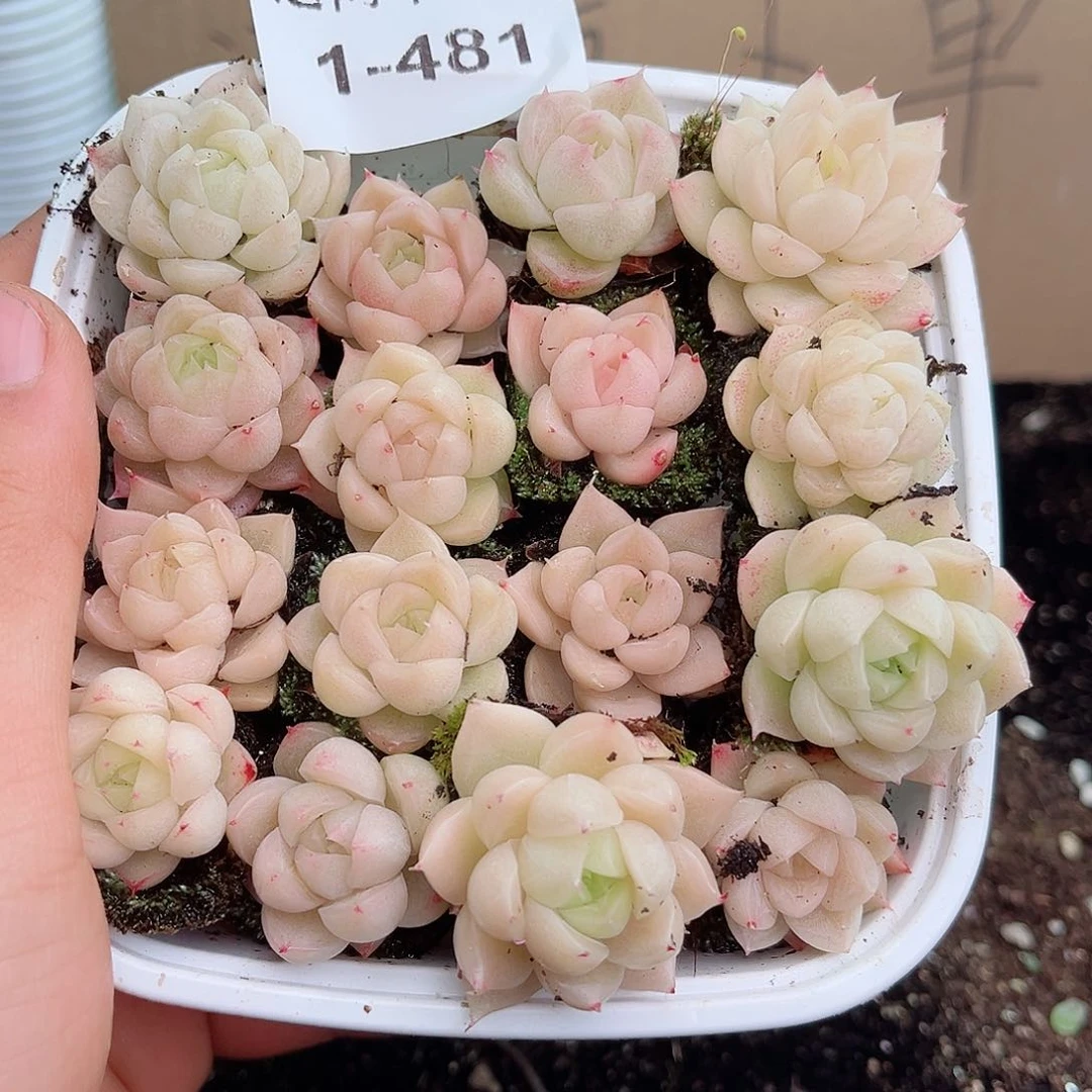 ?****?1-481 新疆西藏内蒙不发12.8包邮2-3