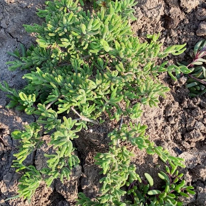 完全开放一盆包邮