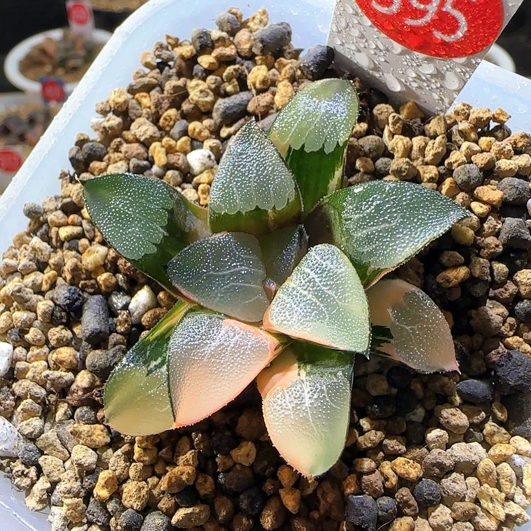 395丸叶克锦 5 厘米左右一物一拍带盆发货