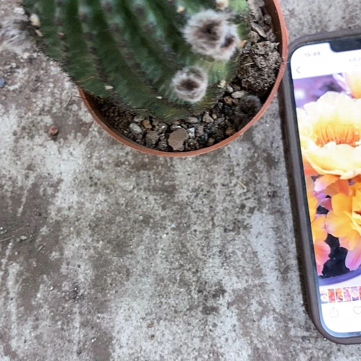 黑猴，高6-10公分左右