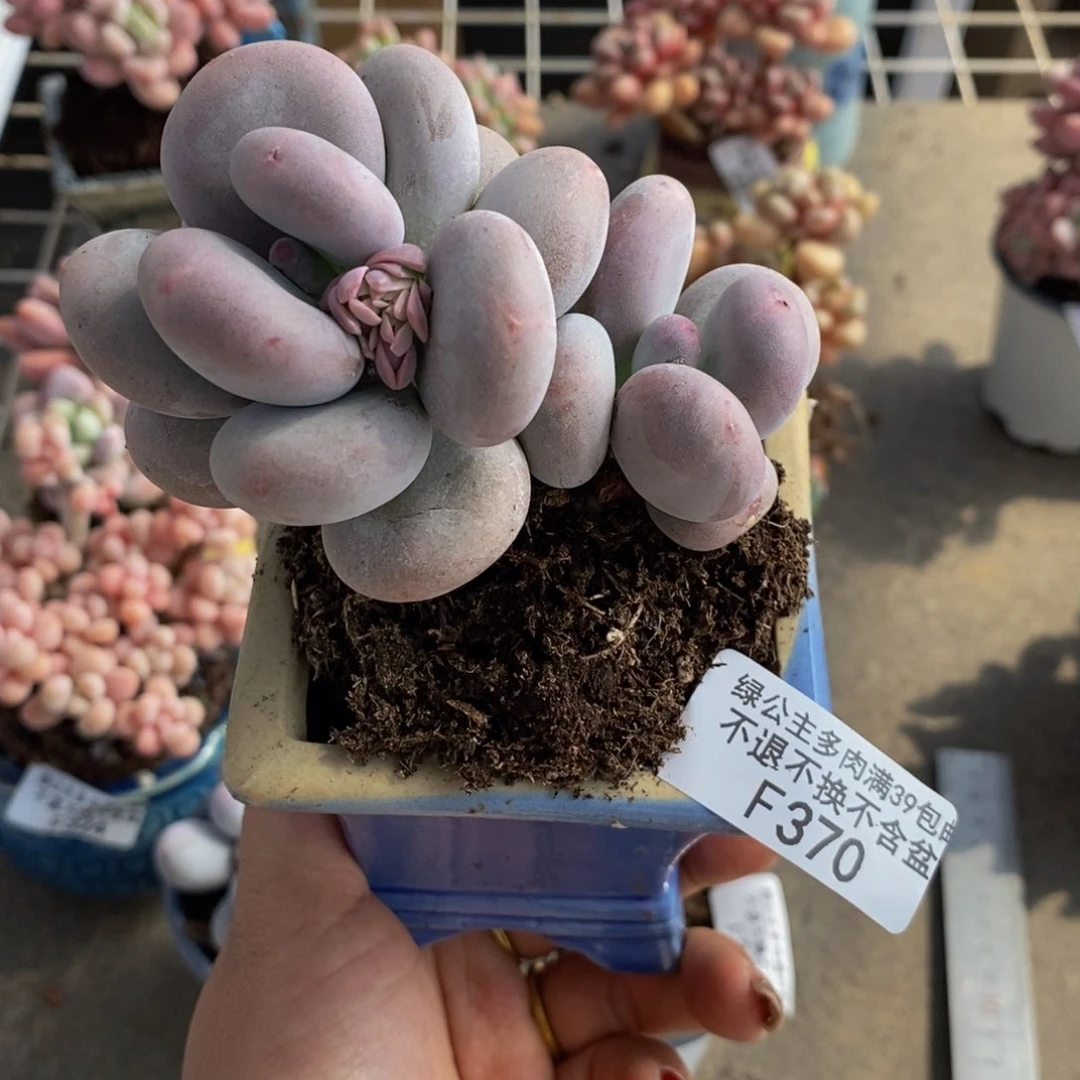 大叶奶酪370/7c m