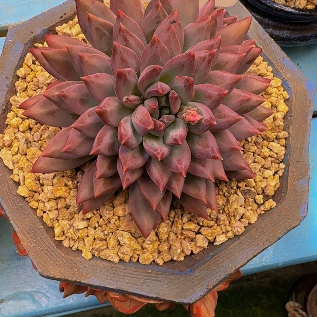 ?****?新品暗纹美人发货