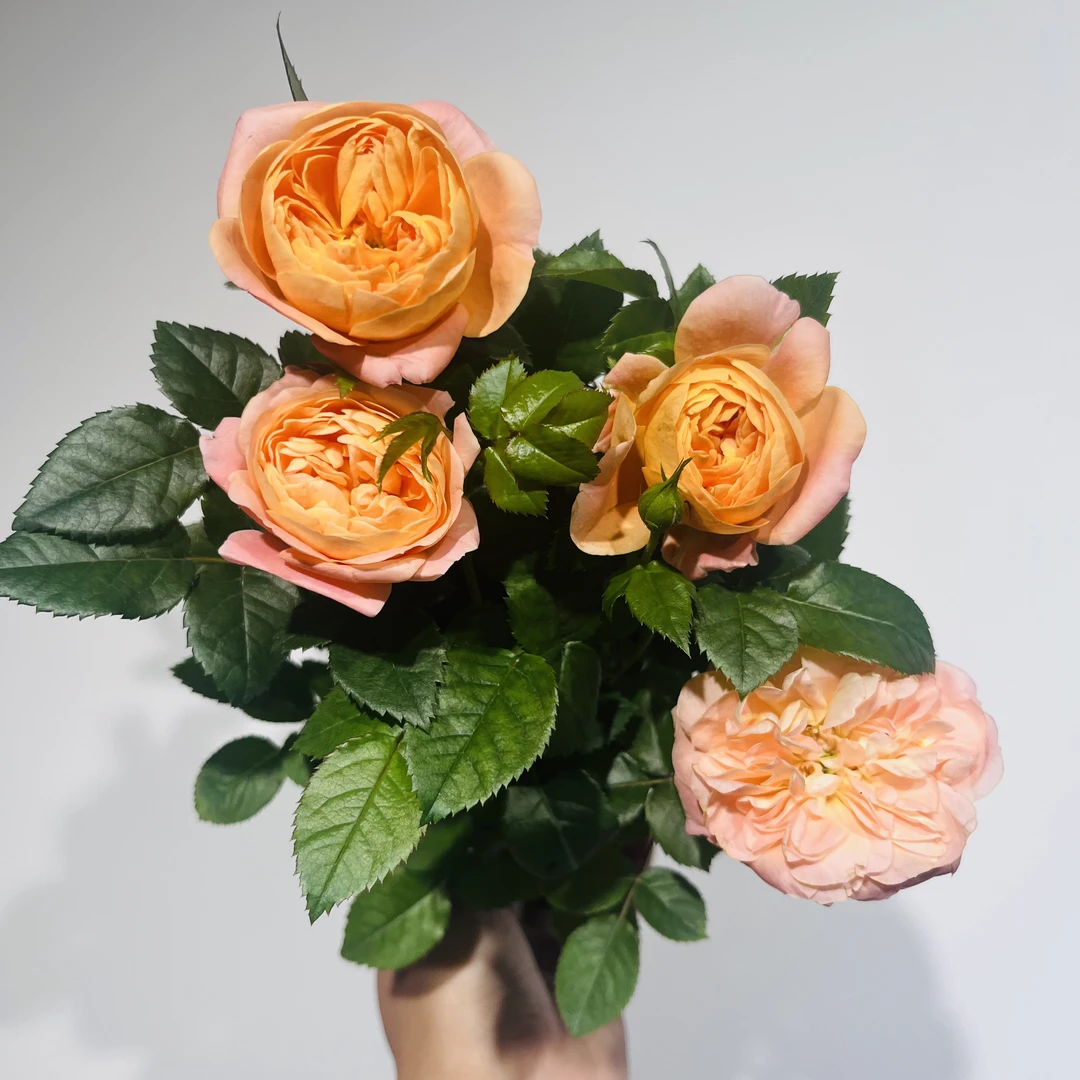 迷你玫瑰 果汁阳台/火烧云 带花带苞 阳台庭院院子露台盆栽苗好养