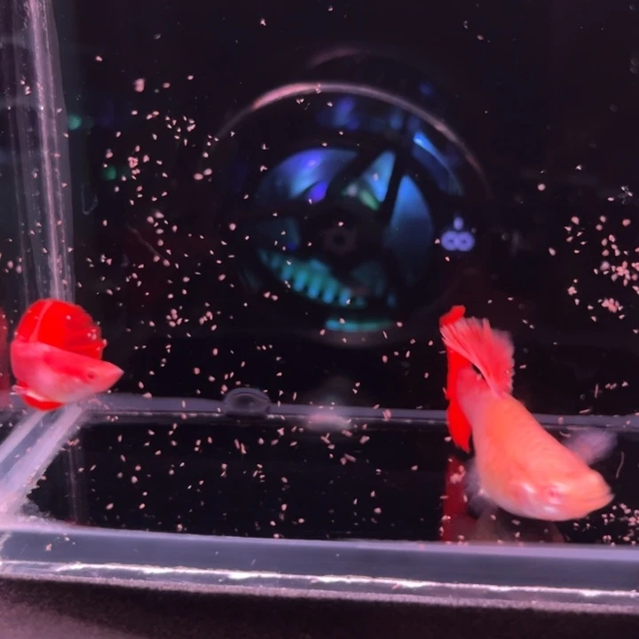 孔雀鱼半月尾折扇白子种鱼1对