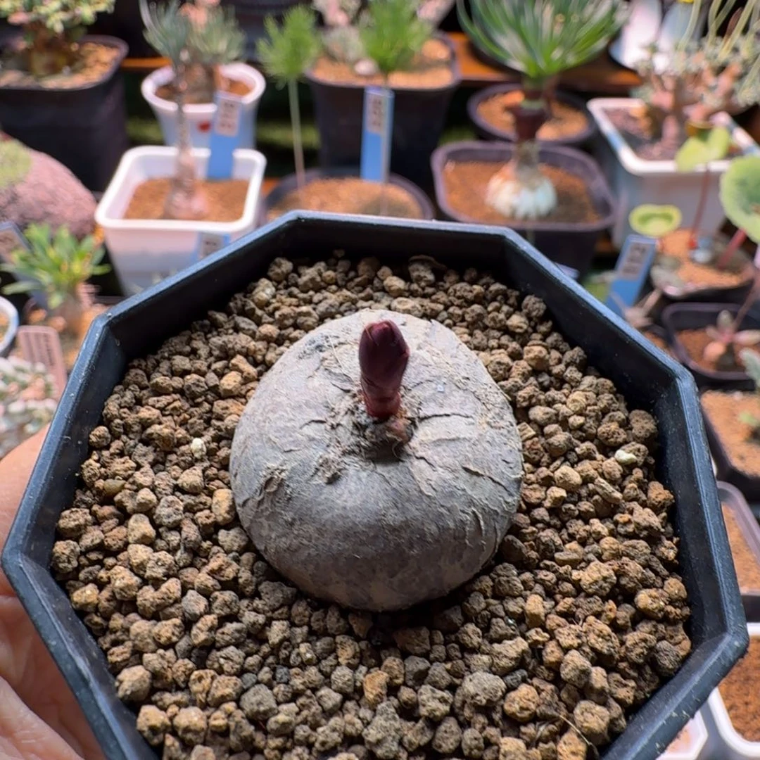 玫瑰大戟511 仙人球