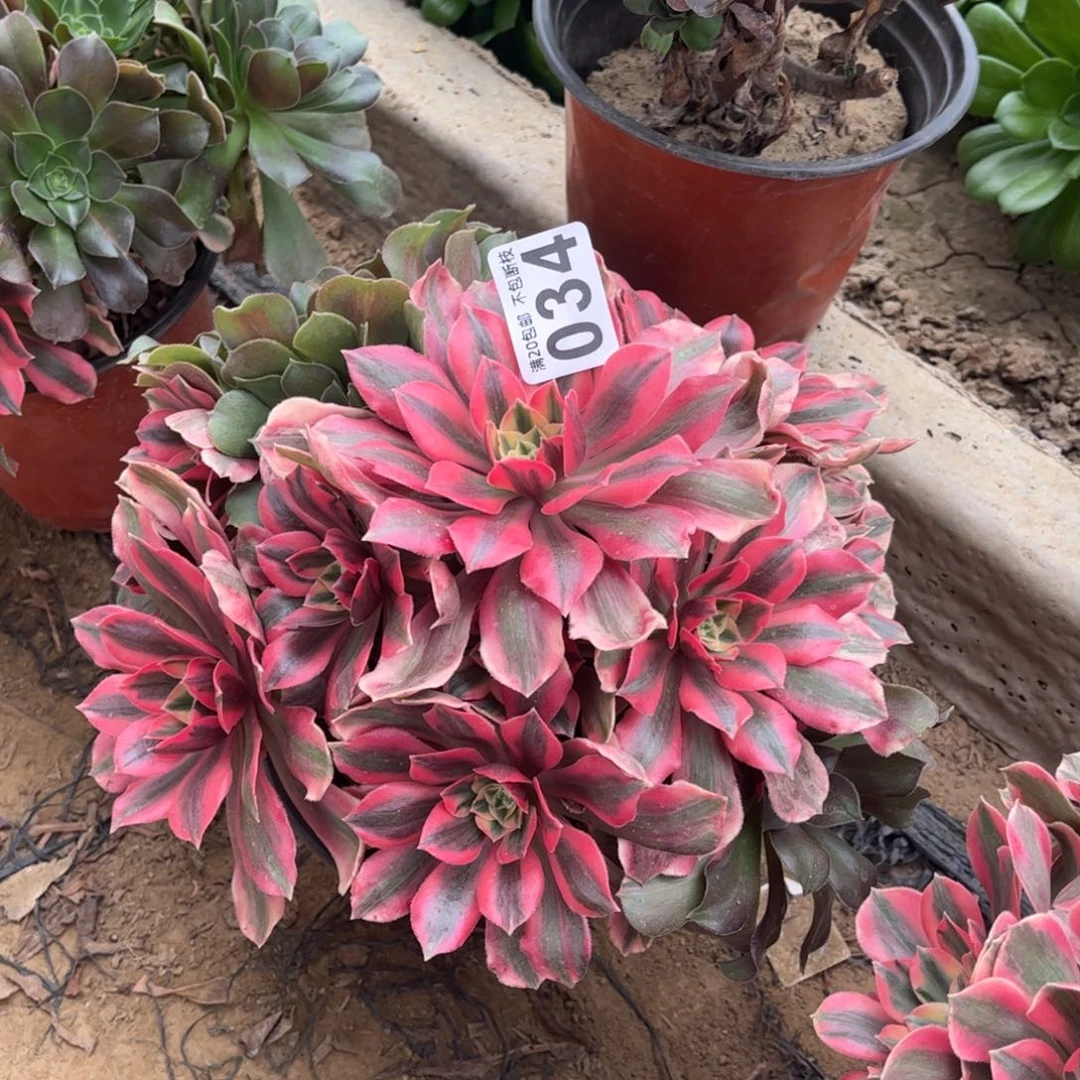 粉女妖034不包断枝