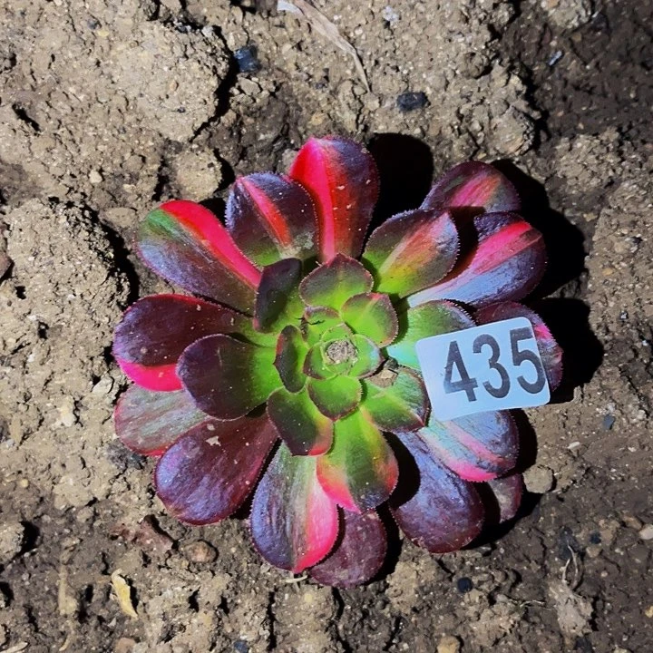 435七代邵修七彩多肉植物处理不售后