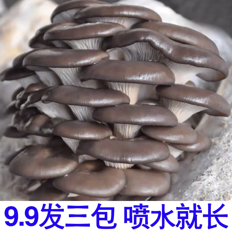 【买1发3】蘑菇菌包好养喷水就长食用菌菌棒菌菇包菌种包平菇种植包