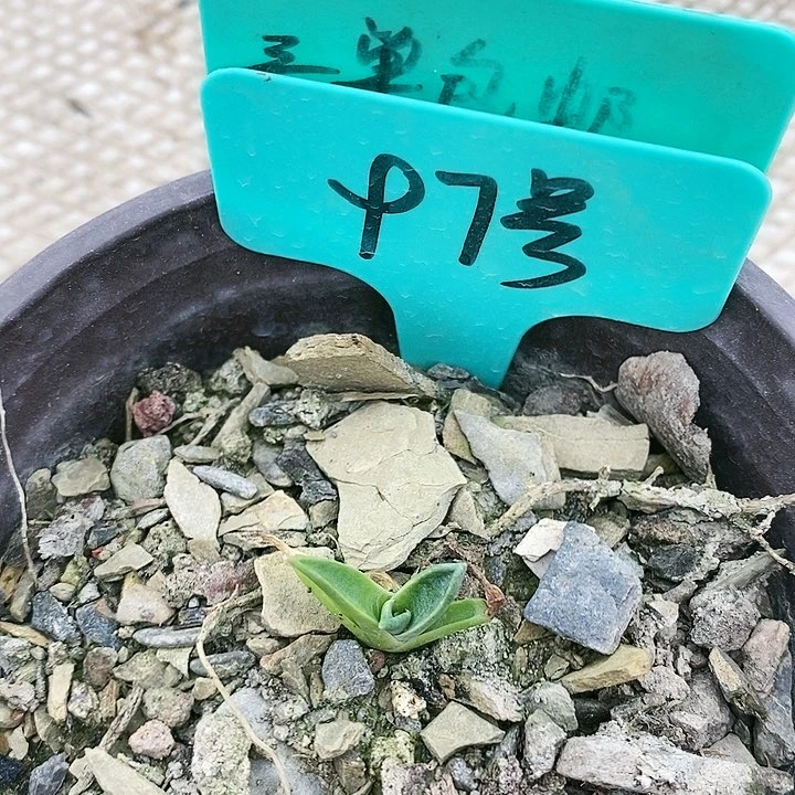 【闪购商品】无花朵龙舌兰姬妖炎