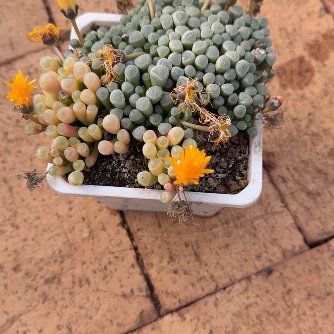 这***～五十铃玉锦锦上园艺一物一拍