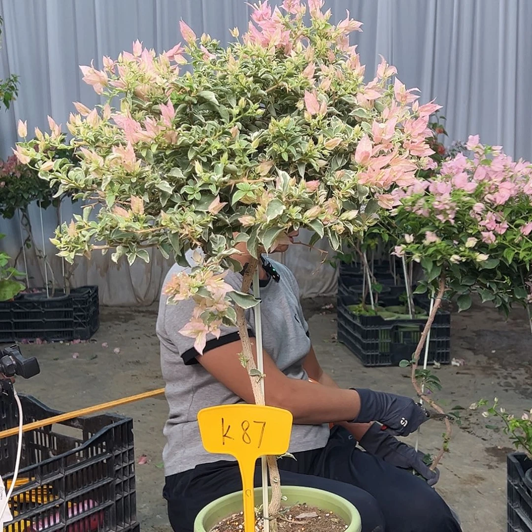 糖***糖当前无花栽培后可以开花K87少女心